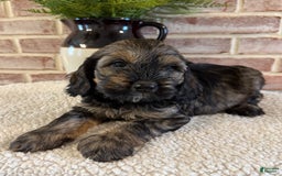 Cockapoo dogs for sale: Bandit - Image 1