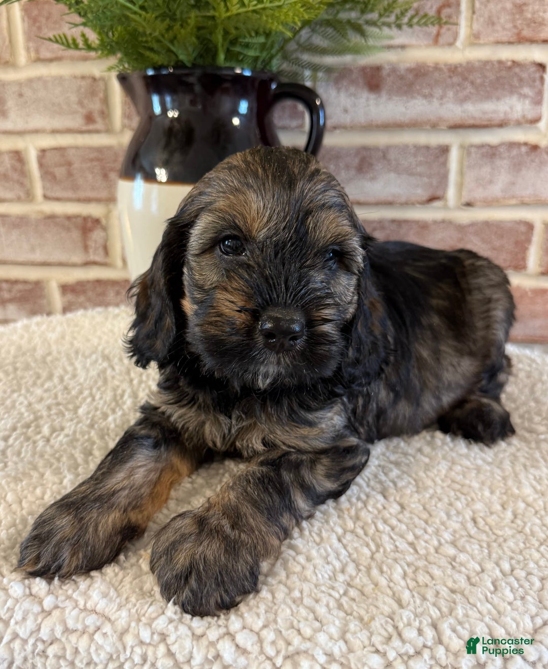 Cockapoo dogs for sale: Bandit - Image 1