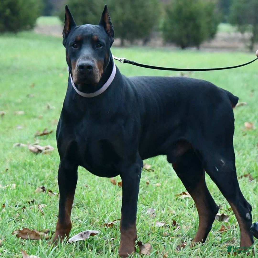 Doberman Pinscher dogs for sale: Lilly - Image 6