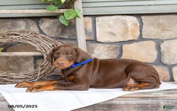 Doberman Pinscher dogs for sale: Royal - Image 2