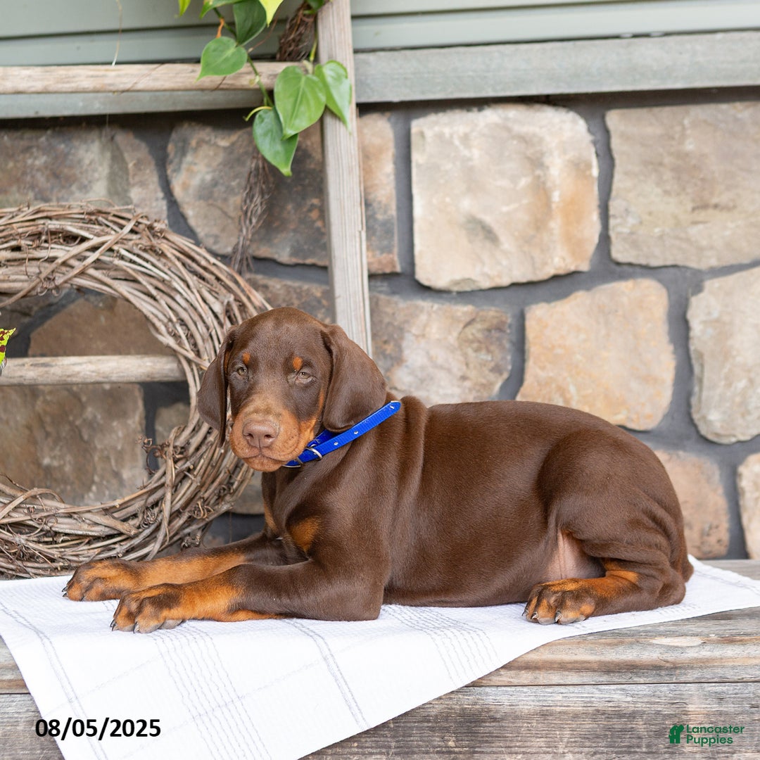 Doberman Pinscher dogs for sale: Royal - Image 2