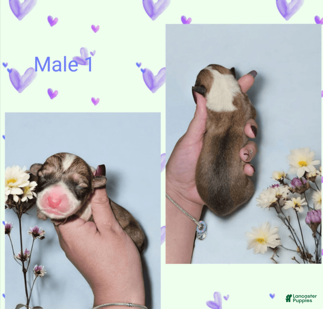 Welsh Corgi Pembroke dogs for sale: Male 1 - Image 1