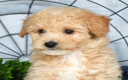 Bichpoo dogs for sale: Nora - Image 10