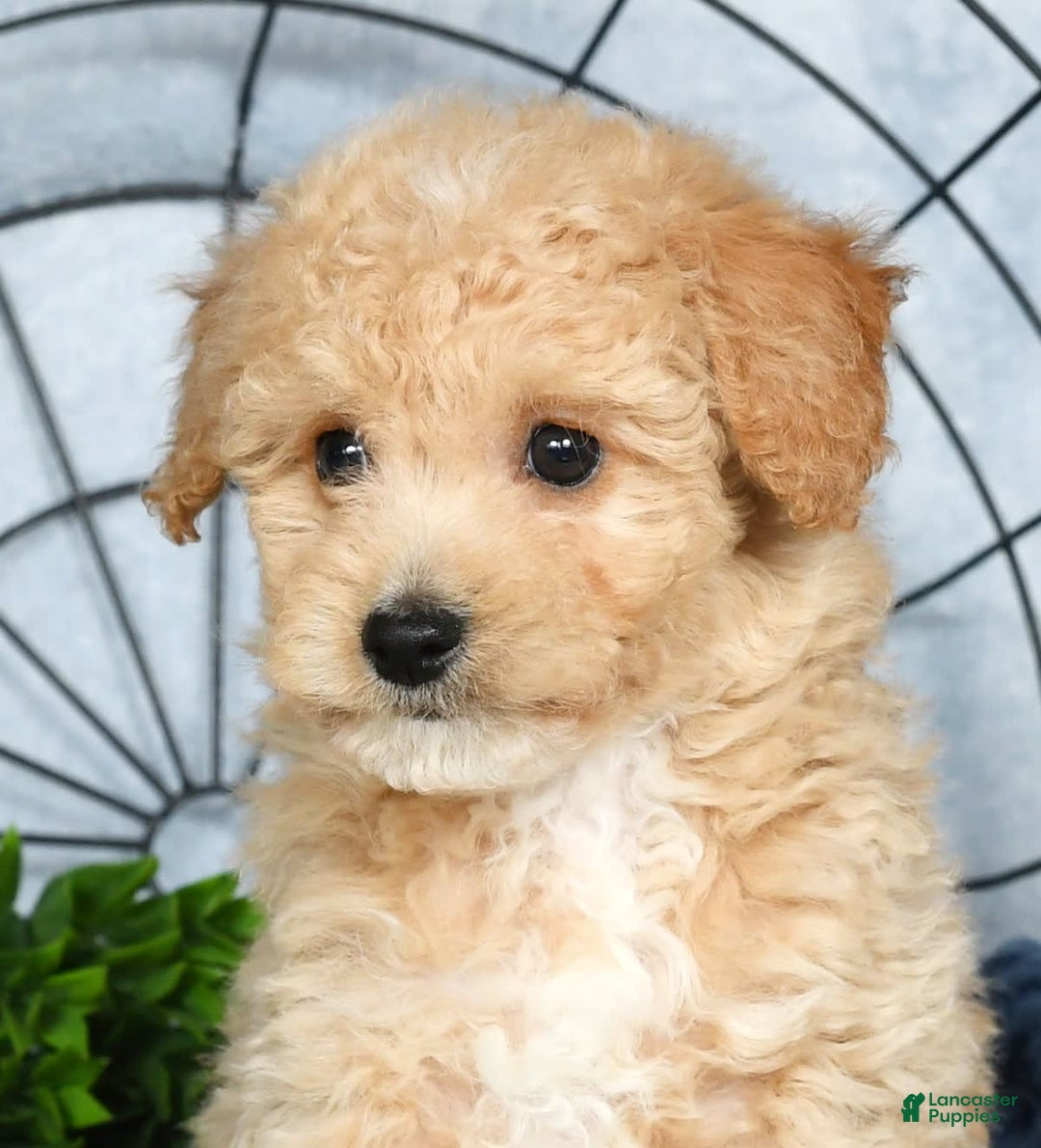 Bichpoo dogs for sale: Nora - Image 10