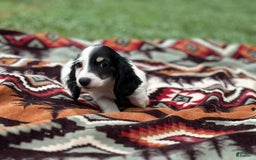 Miniature Dachshund dogs for sale: Half and half - Image 5