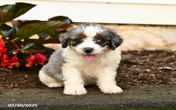 Mini Bernedoodle dogs for sale: Cocoa - Image 1
