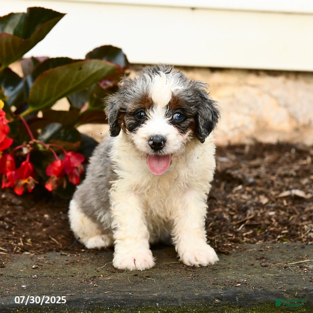 Mini Bernedoodle dogs for sale: Cocoa - Image 1
