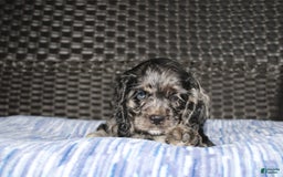 Cocker Spaniel dogs for sale: Oceon - Image 8