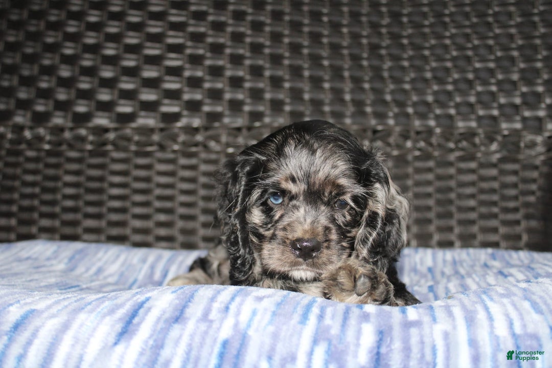 Cocker Spaniel dogs for sale: Oceon - Image 8