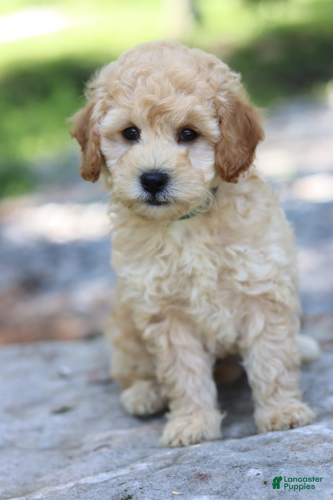 Miniature Poodle dogs for sale: Duke - Image 2