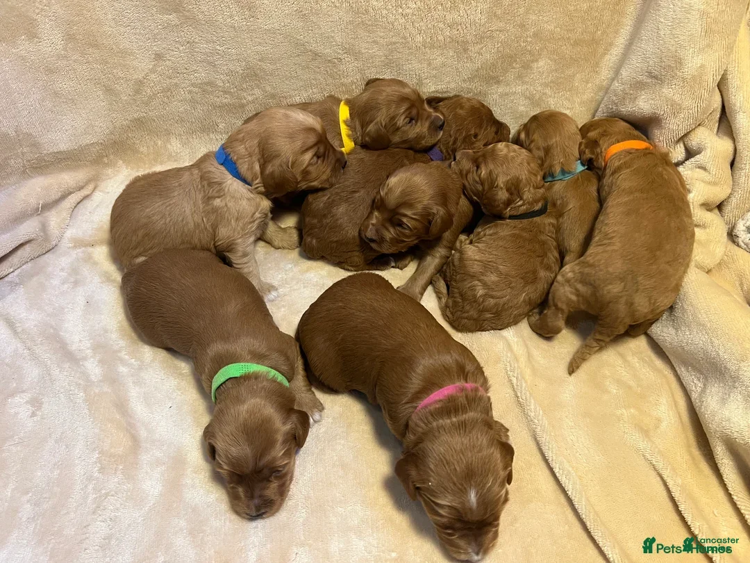 Labrador Retriever dogs for sale: Labrador Retriever Puppy 1 - Image 2