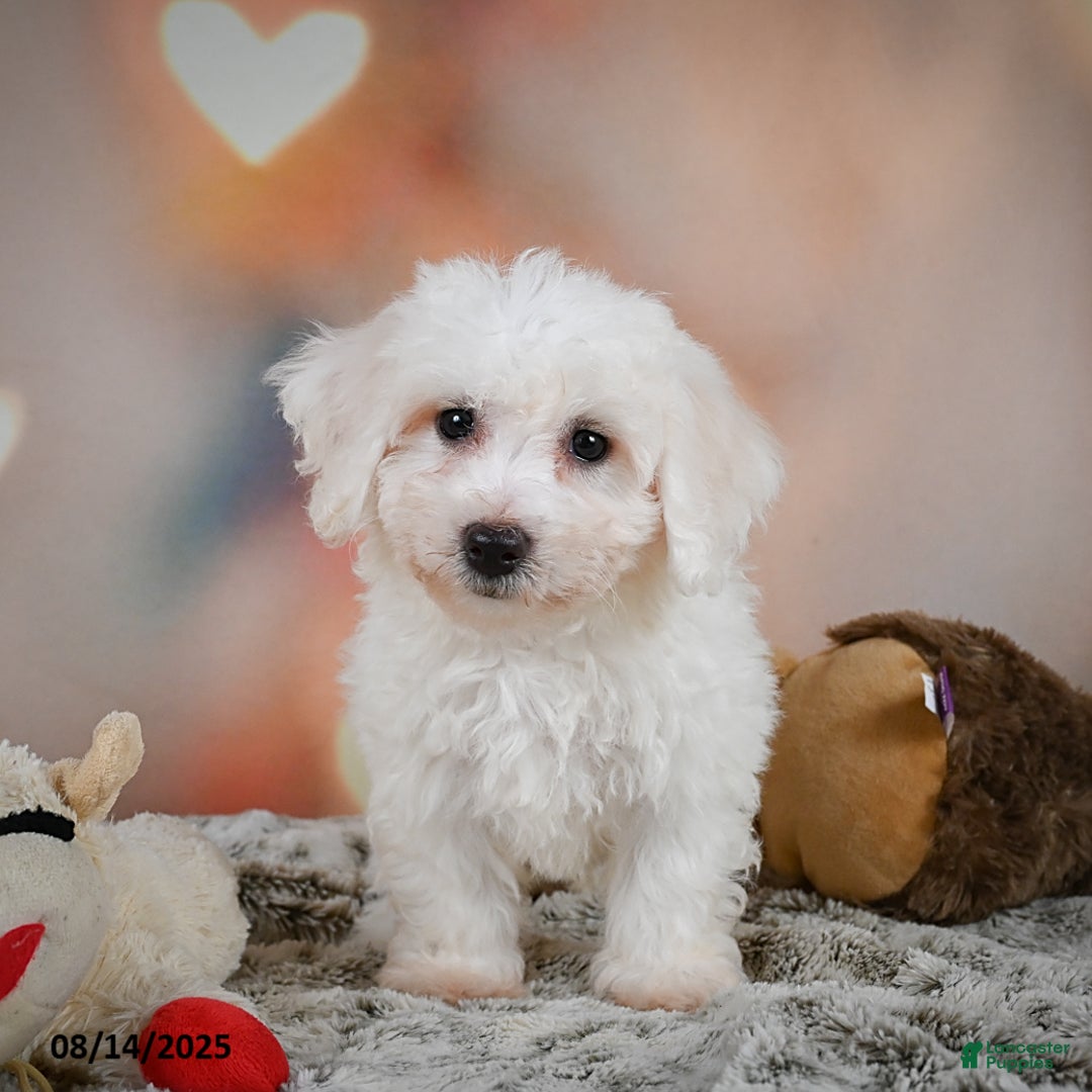 Bichon Frise dogs for sale: Beverly - Image 5