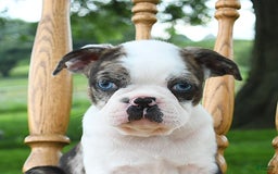 Boston Terrier dogs for sale: Hero - Image 3