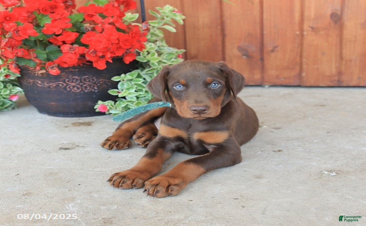 Doberman Pinscher dogs for sale - Ad 5
