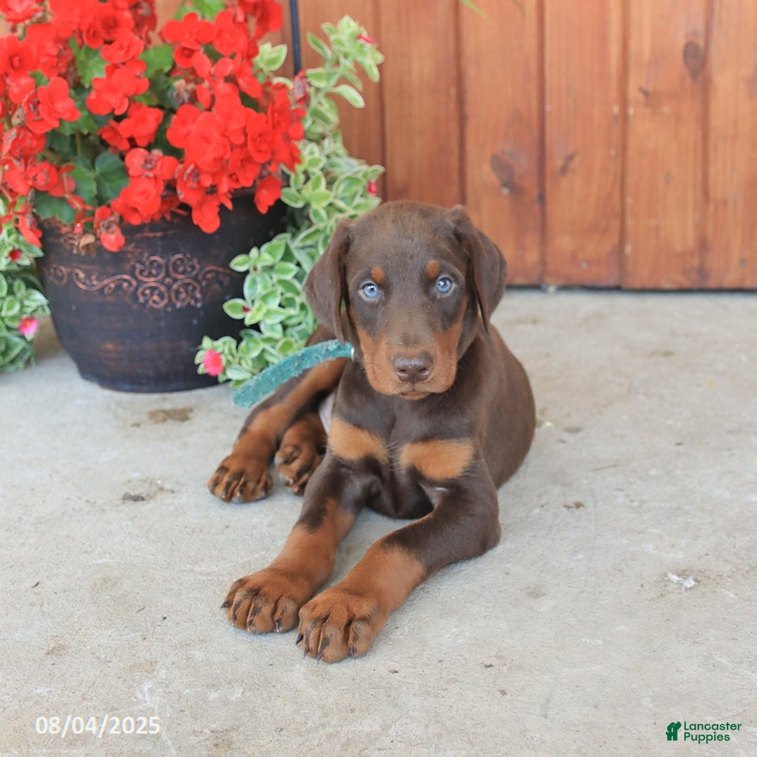 Doberman Pinscher dogs for sale: Doberman Pinscher 3 puppies - Image 6