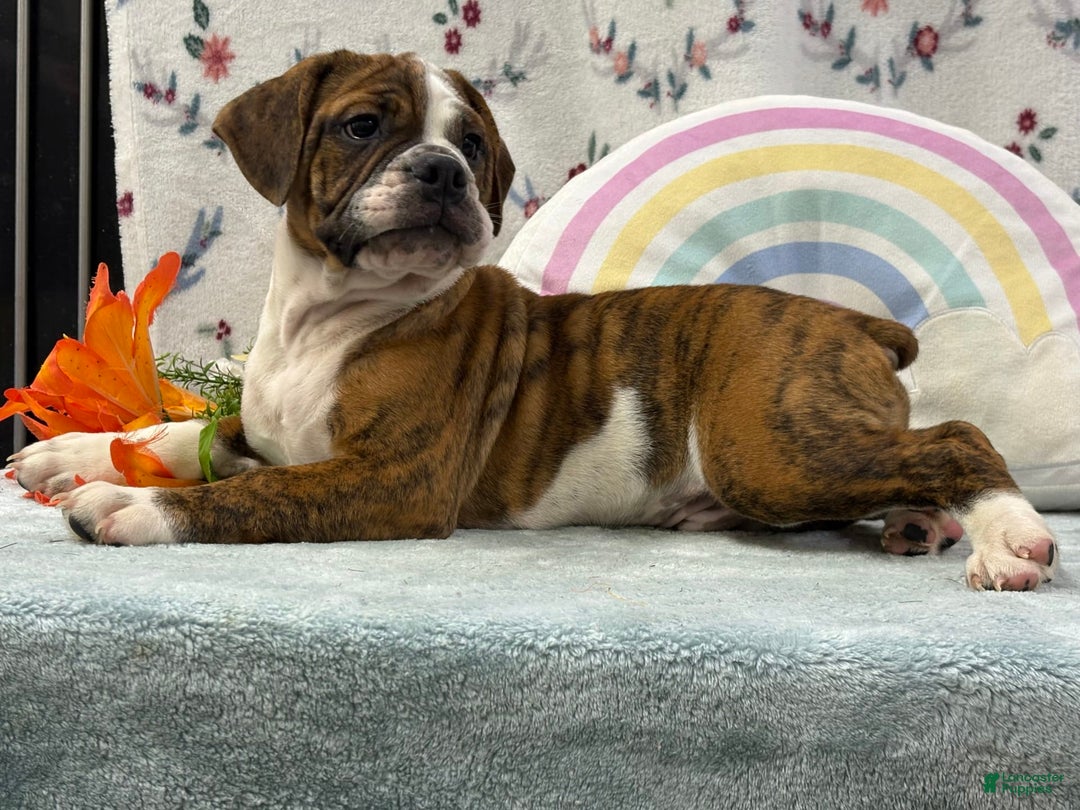 English Bulldog dogs for sale: Alex - Image 4