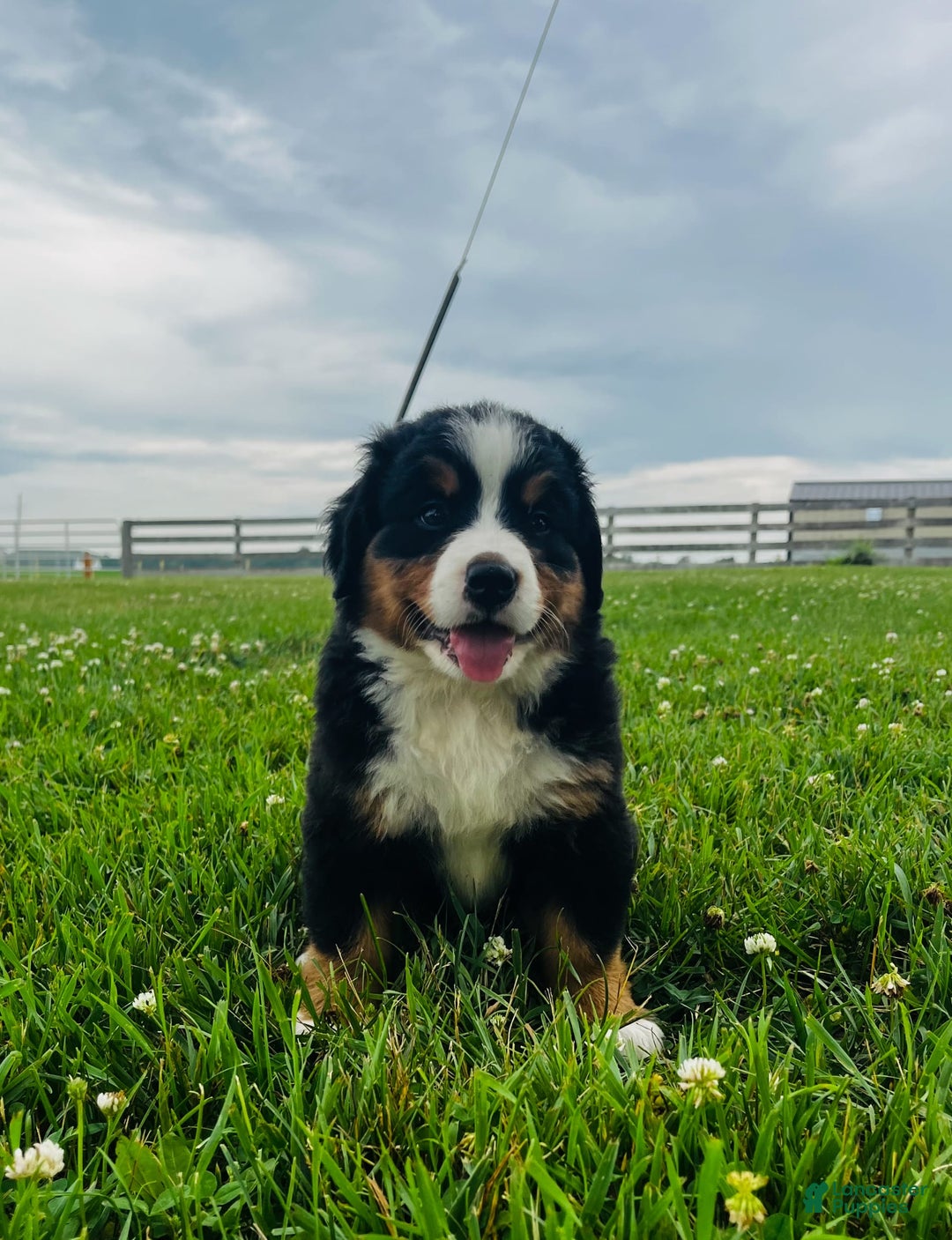 Bernese Mountain Dog dogs for sale: Graciana - Image 5