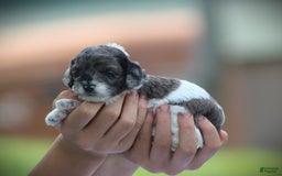 Cockapoo dogs for sale: Jordan - Image 1