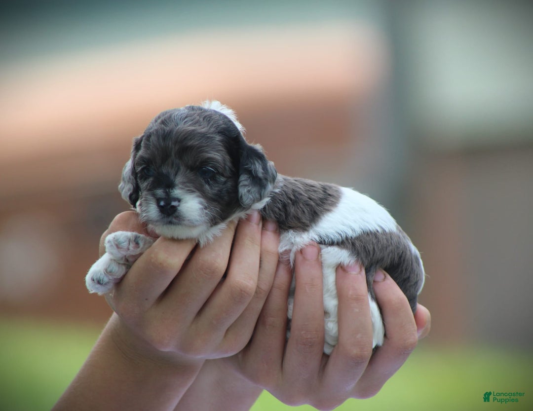 Cockapoo dogs for sale: Jordan - Image 1