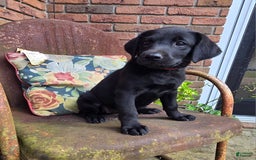 Labrador Retriever dogs for sale: Lola - Image 6
