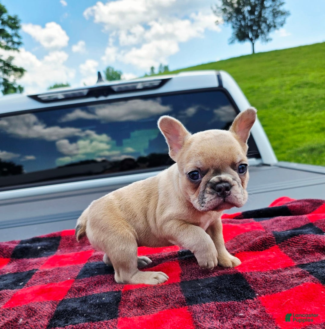 French Bulldog dogs for sale: Stella - Image 6
