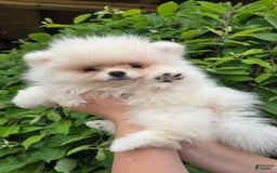 Pomeranian dogs for sale: Leny - Image 1