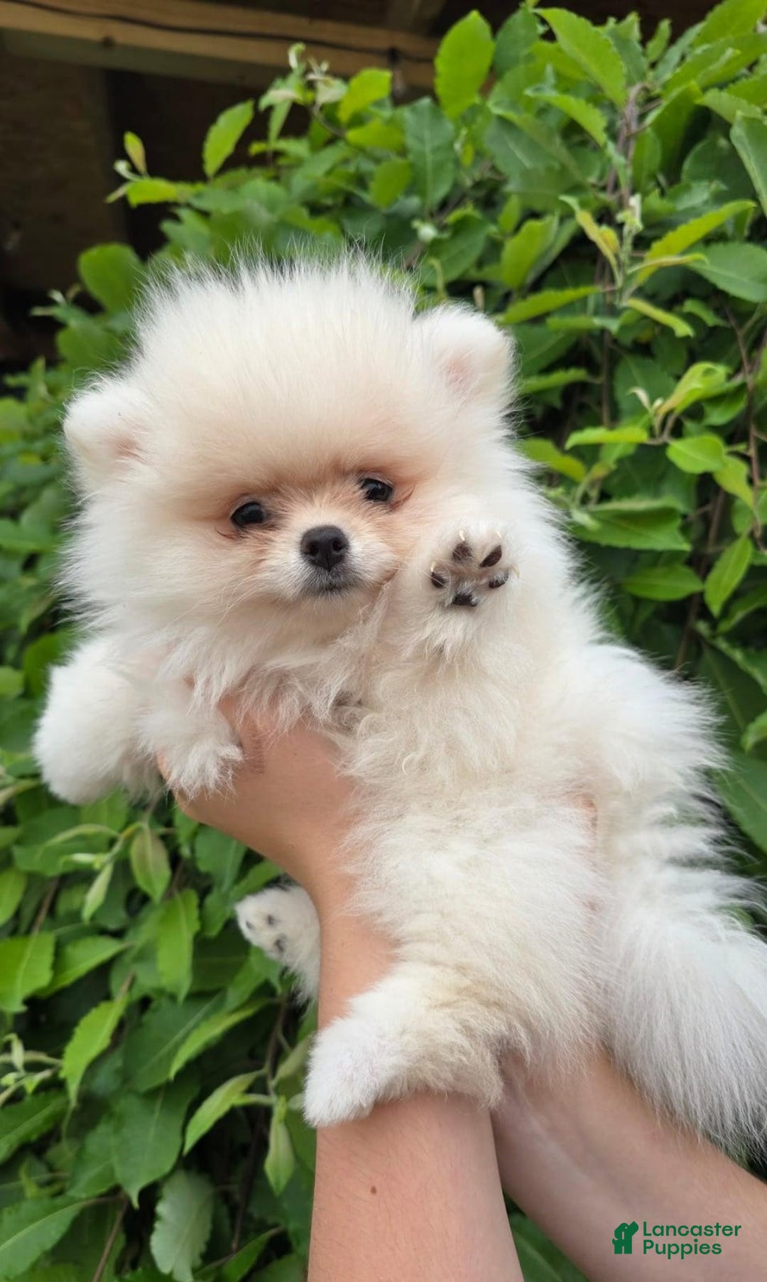 Pomeranian dogs for sale: Leny - Image 1