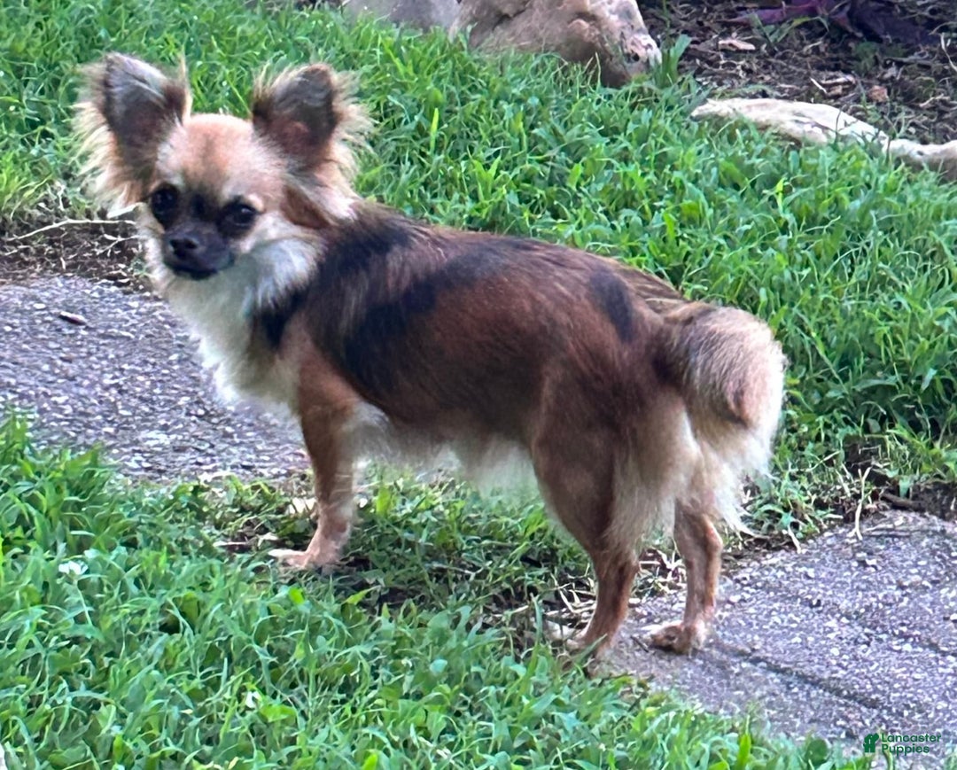 Chihuahua dogs for sale: Toby - Image 3