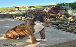 Boxer dogs for sale: Sarge - Image 1