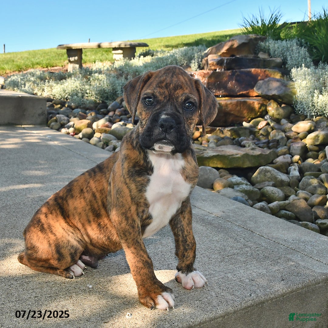 Boxer dogs for sale: Sarge - Image 1