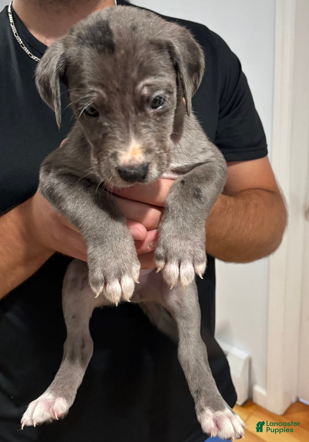 Great Dane dogs for sale: Purple - Image 2