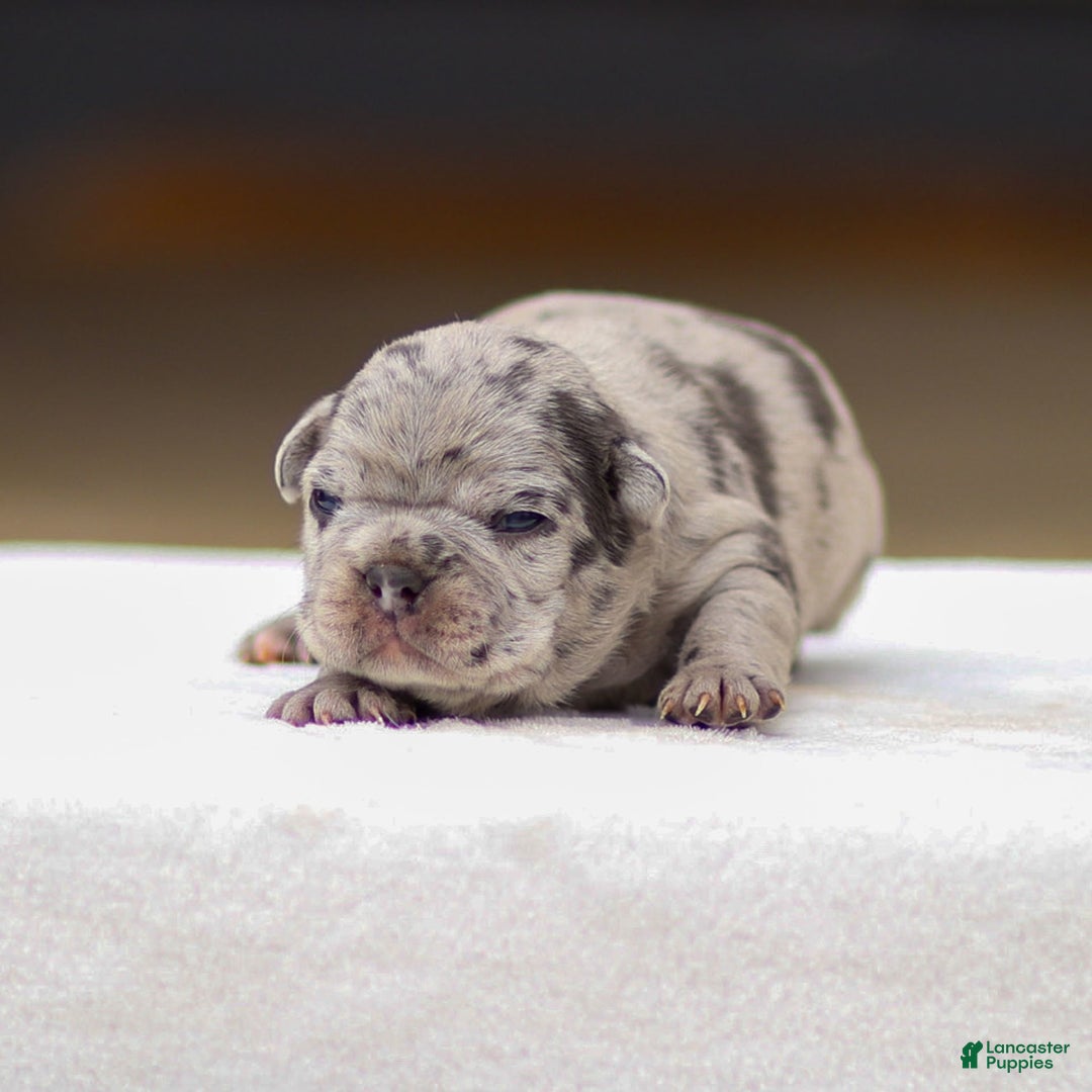 Frenchton dogs for sale: Bella - Image 2