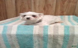 Maltipoo dogs for sale: Magic - Image 6