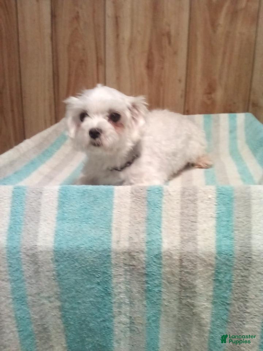 Maltipoo dogs for sale: Magic - Image 6
