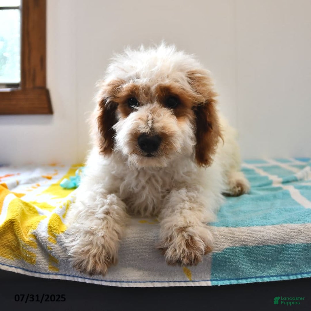 Mini Goldendoodle dogs for sale: Buster - Image 22