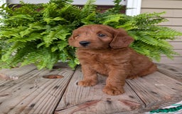 Mini Goldendoodle dogs for sale: Mini-logan - Image 39
