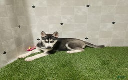 Siberian Husky dogs for sale: Laurie - Image 12