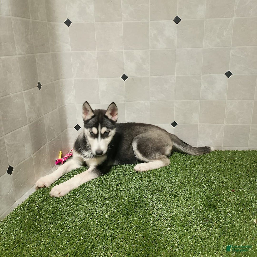 Siberian Husky dogs for sale: Laurie - Image 12