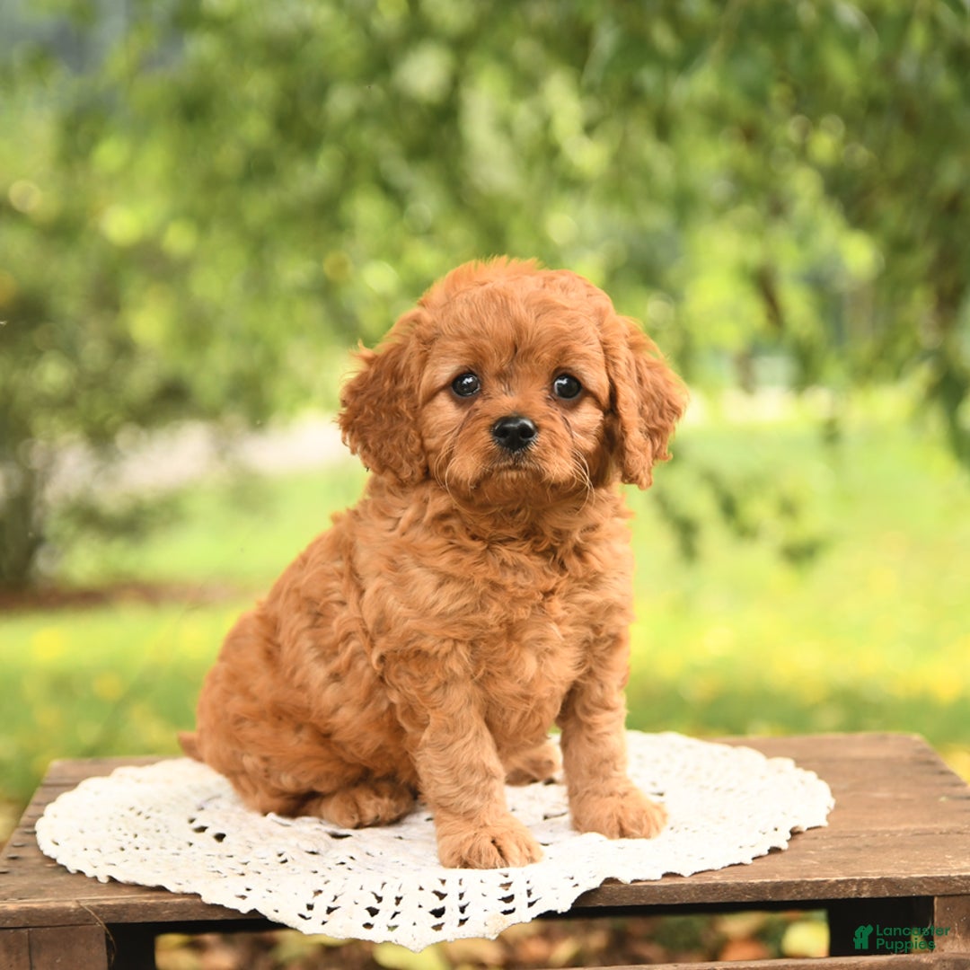 Cavapoo dogs for sale: Bandit - Image 3