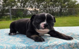 Olde English Bulldogge dogs for sale: Maggie - Image 3