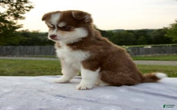 Pomsky dogs for sale: Raina - Image 11