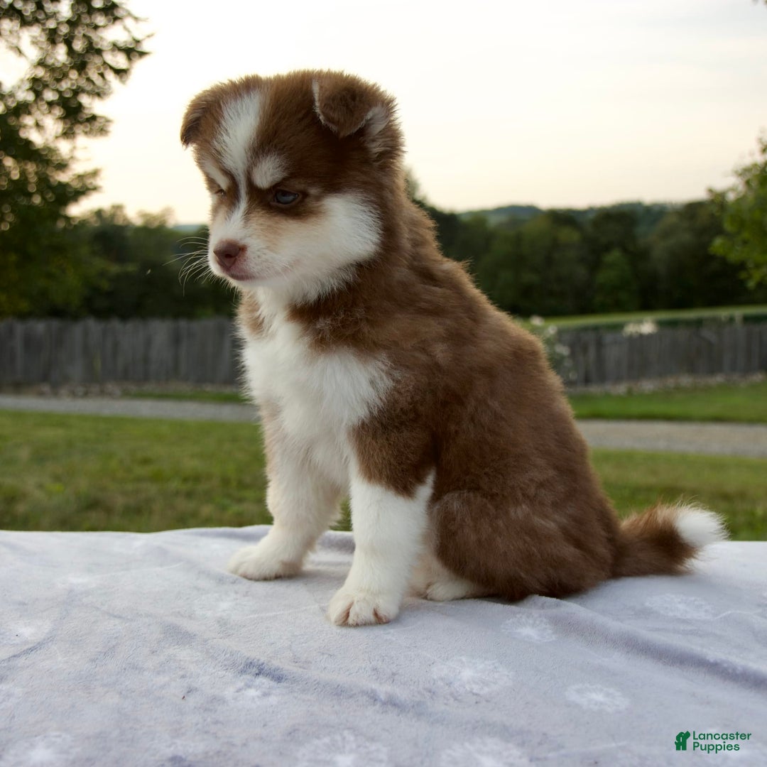 Pomsky dogs for sale: Raina - Image 11