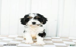 Cavapoo dogs for sale: Vermont - Image 2