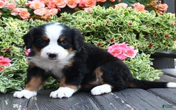 Bernese Mountain Dog dogs for sale: Iris - Image 2