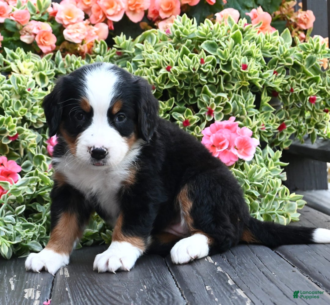 Bernese Mountain Dog dogs for sale: Iris - Image 2