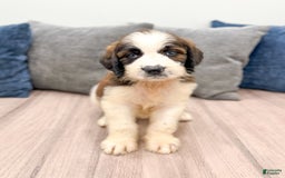 Saint Berdoodles dogs for sale: Cleo - Image 3