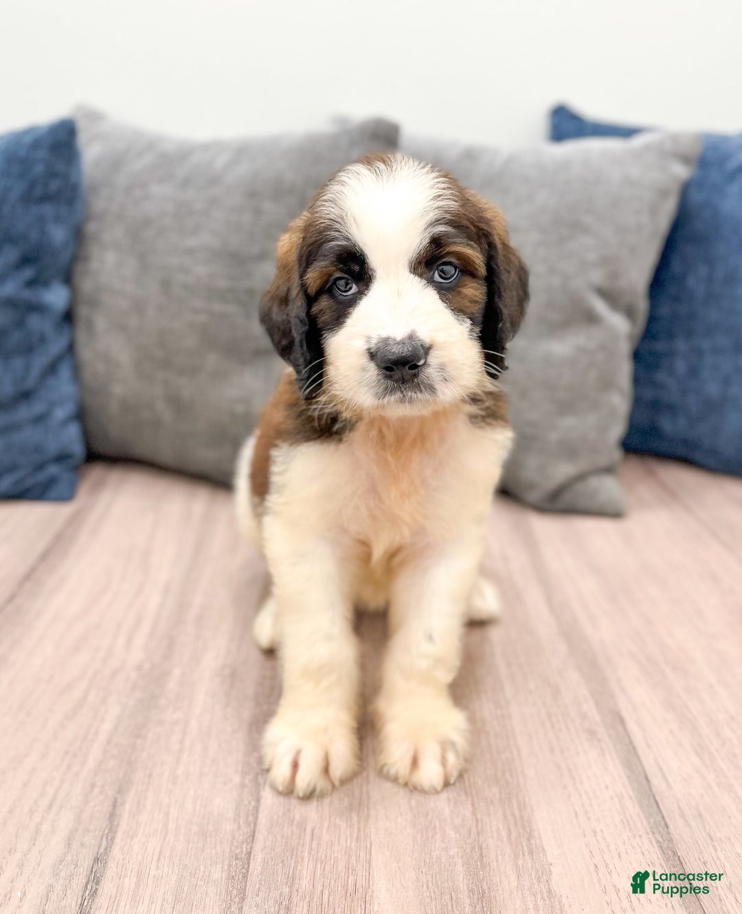 Saint Berdoodles dogs for sale: Cleo - Image 3
