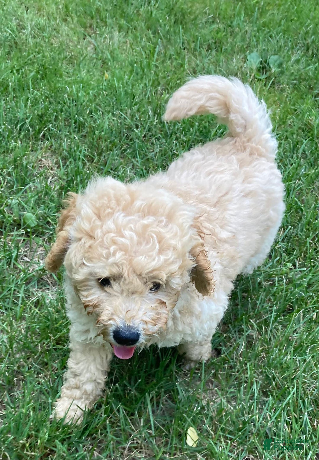 Labradoodle dogs for sale: Douglas - Image 3