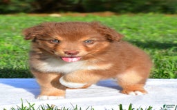Australian Shepherd dogs for sale: Bo - Image 2