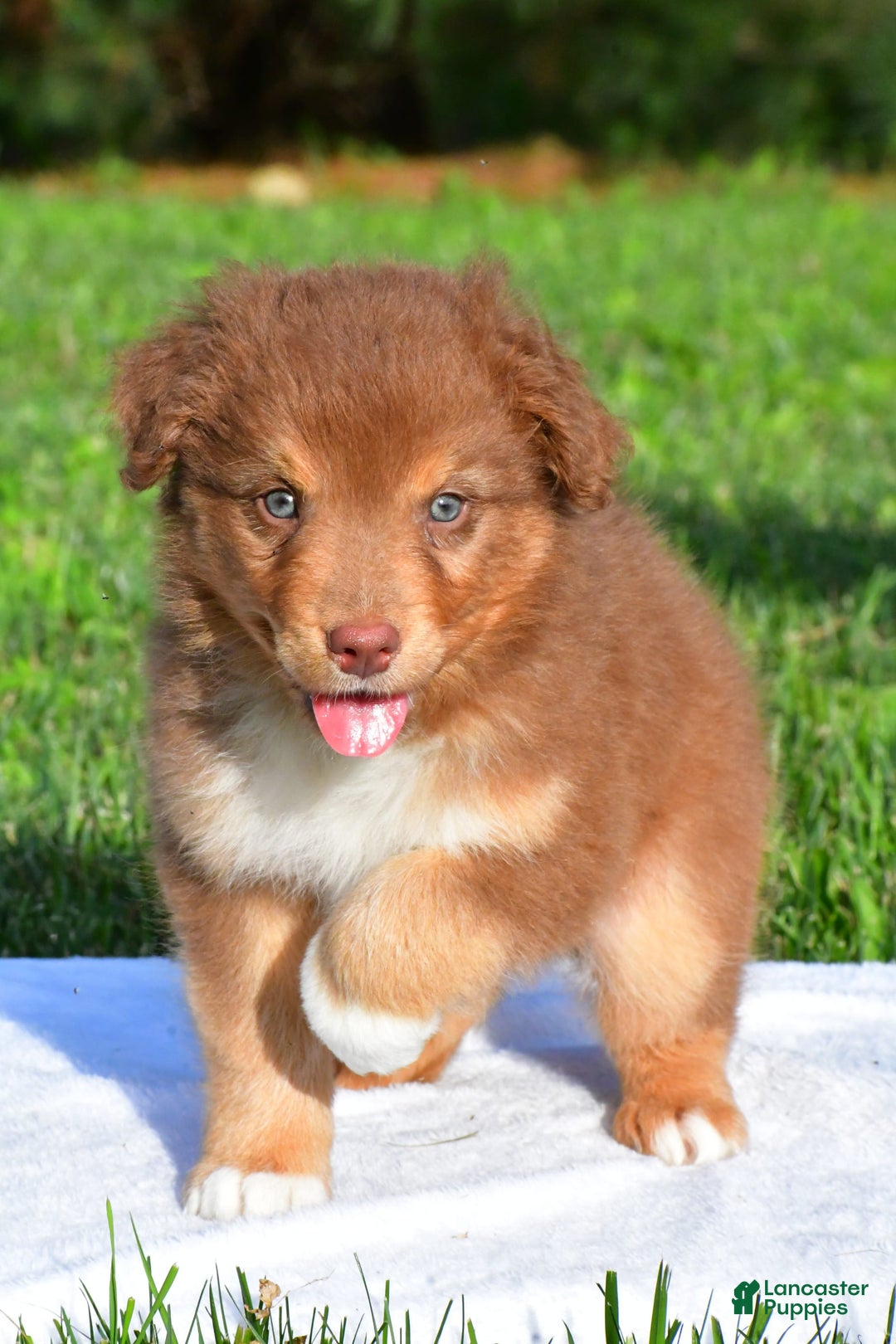 Australian Shepherd dogs for sale: Bo - Image 2